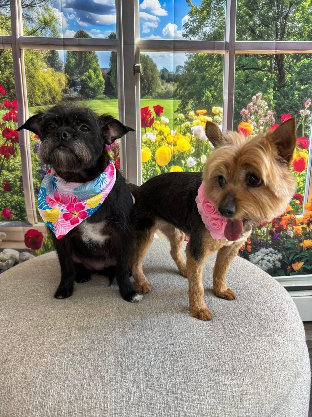 Two small dogs in colorful bandanas posing together on a cushion